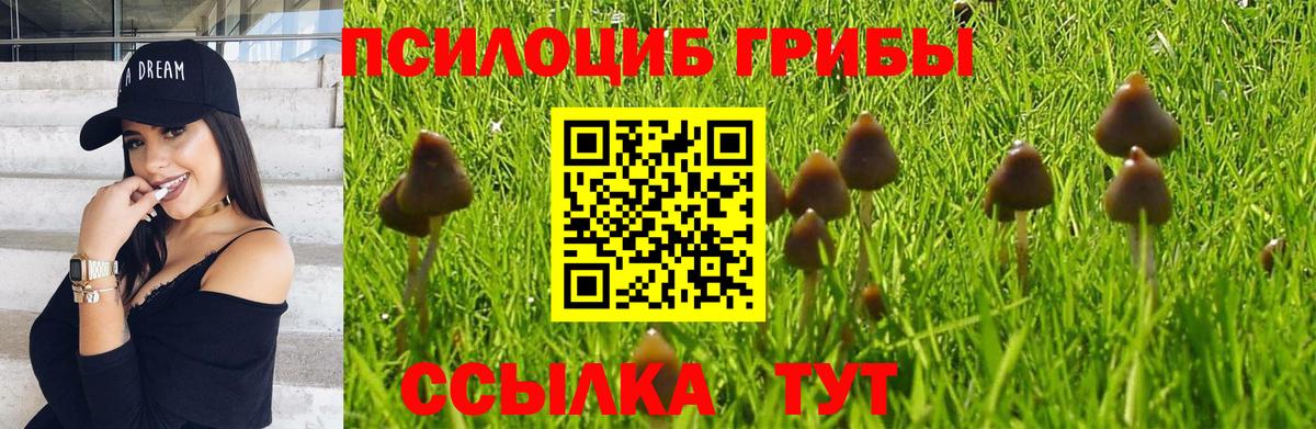 Псилоцибиновые грибы мицелий Махачкала